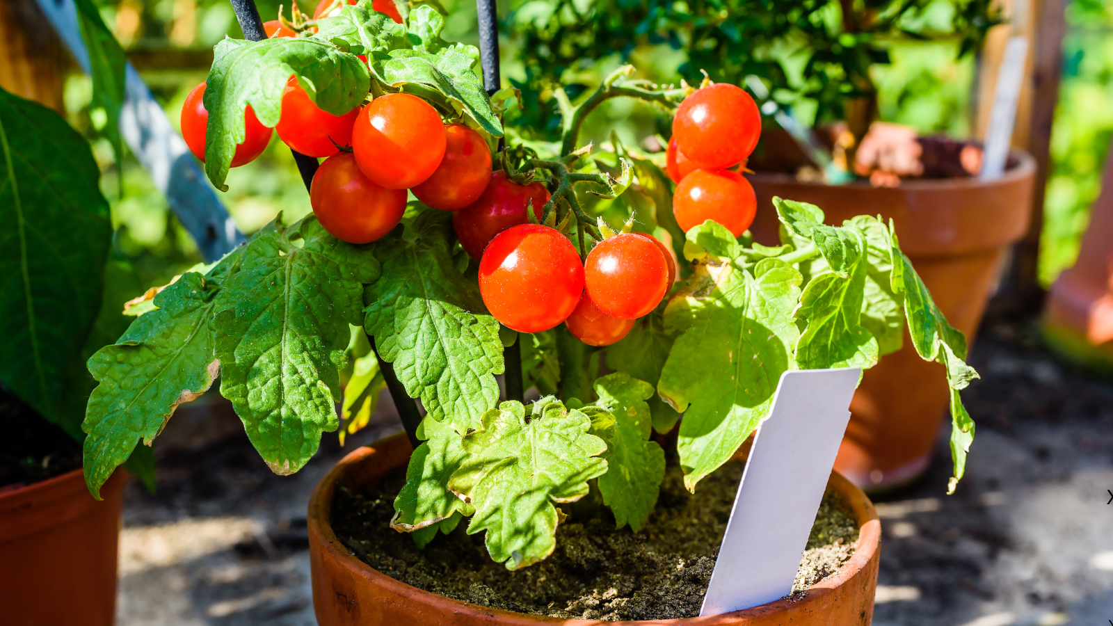 Tomatoes growing in a garden