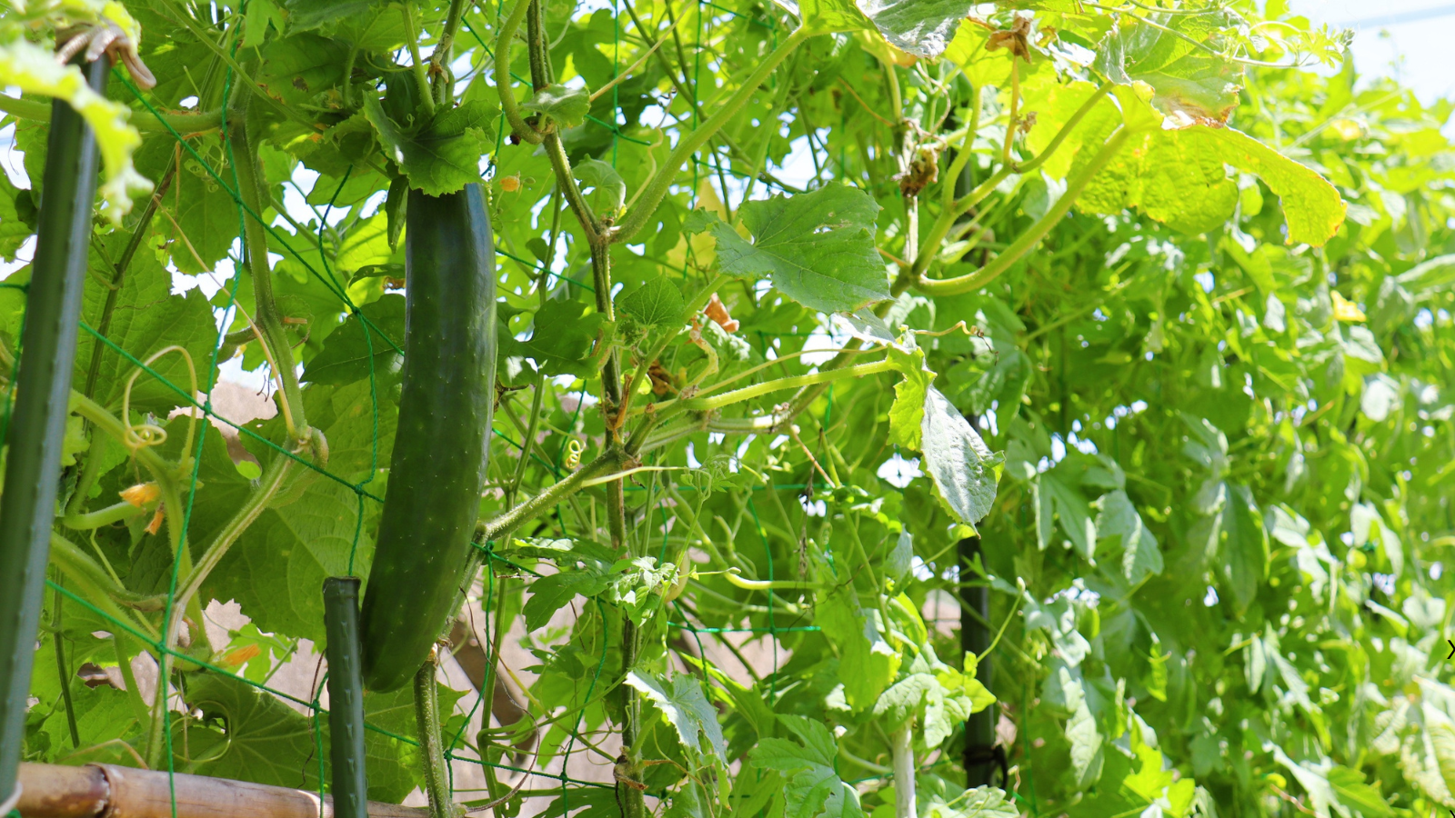 Cucumbers