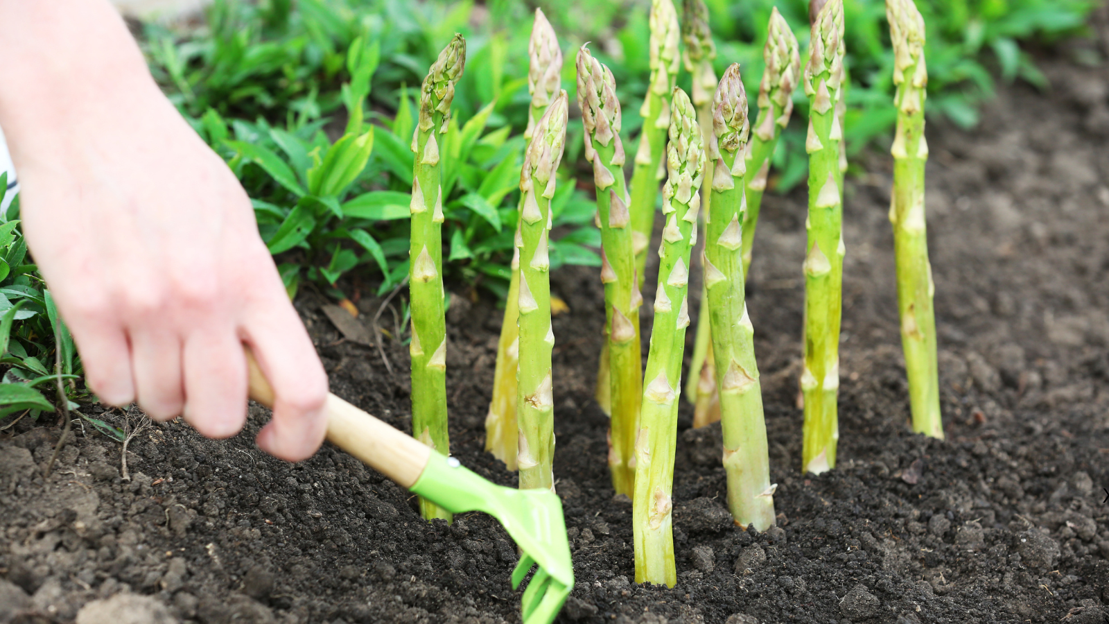 Asparagus