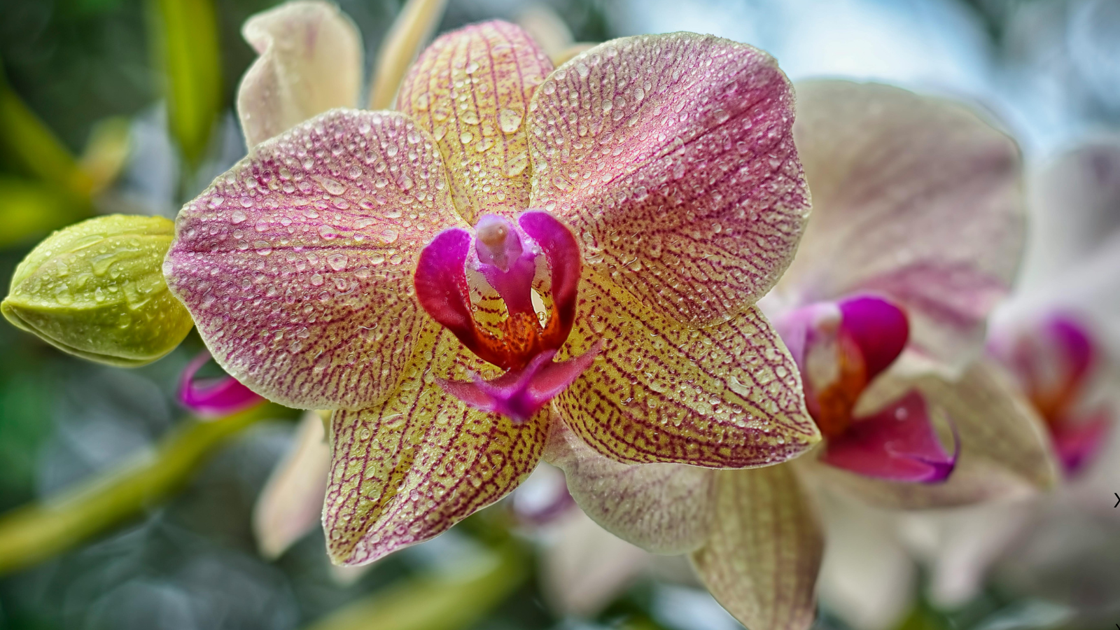 Orchids