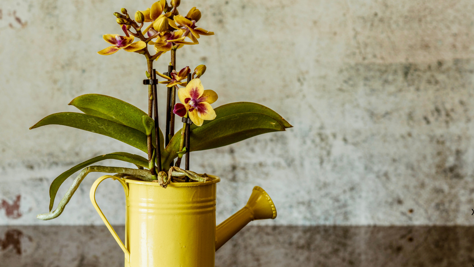 Get ready to grow your own orchids