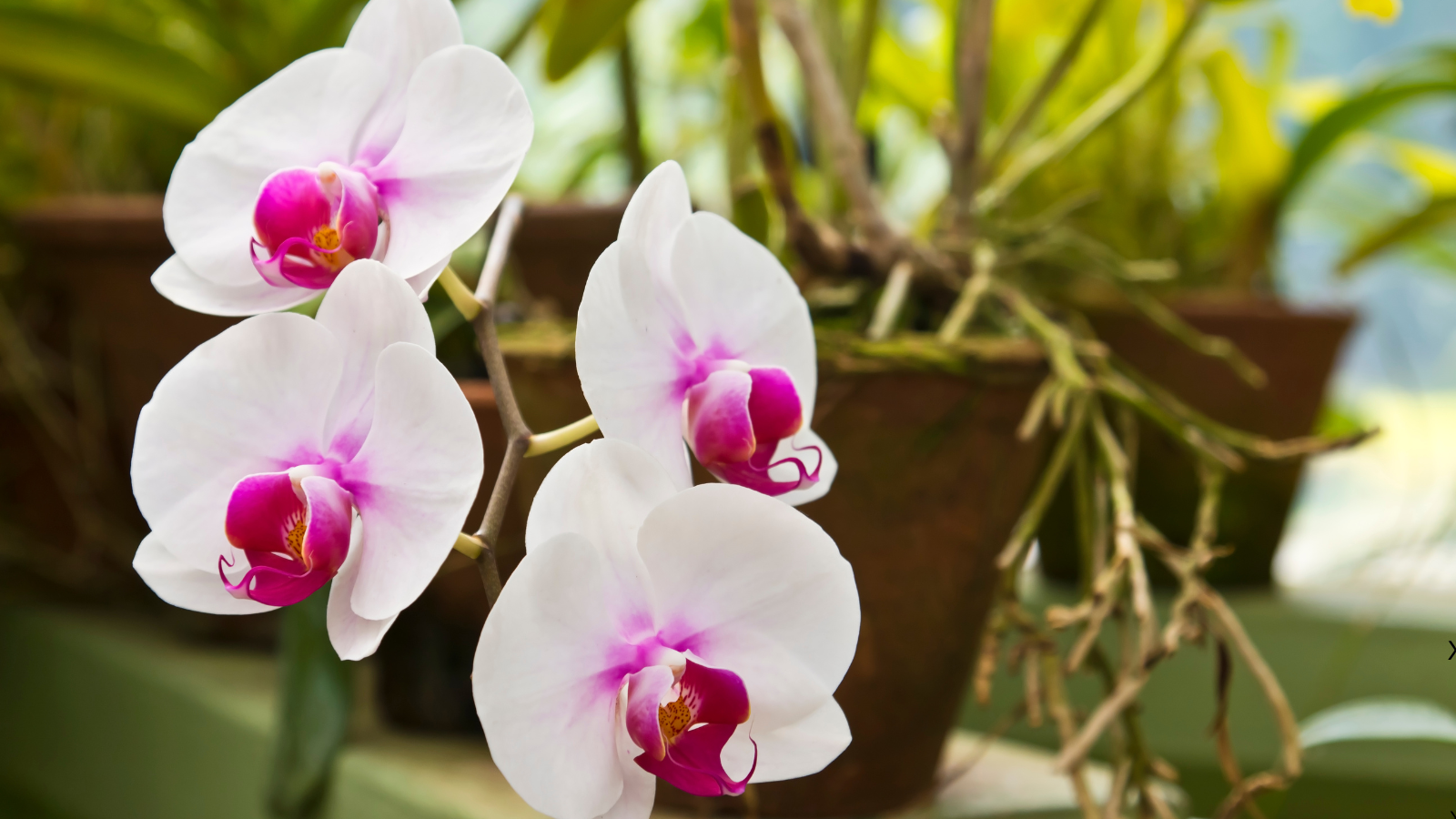 Repotting an orchid