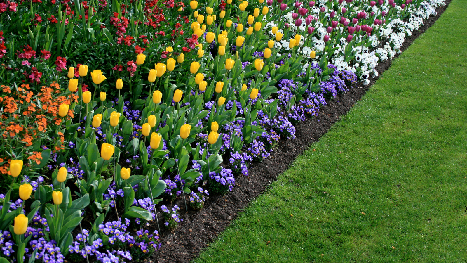 Winter flowers