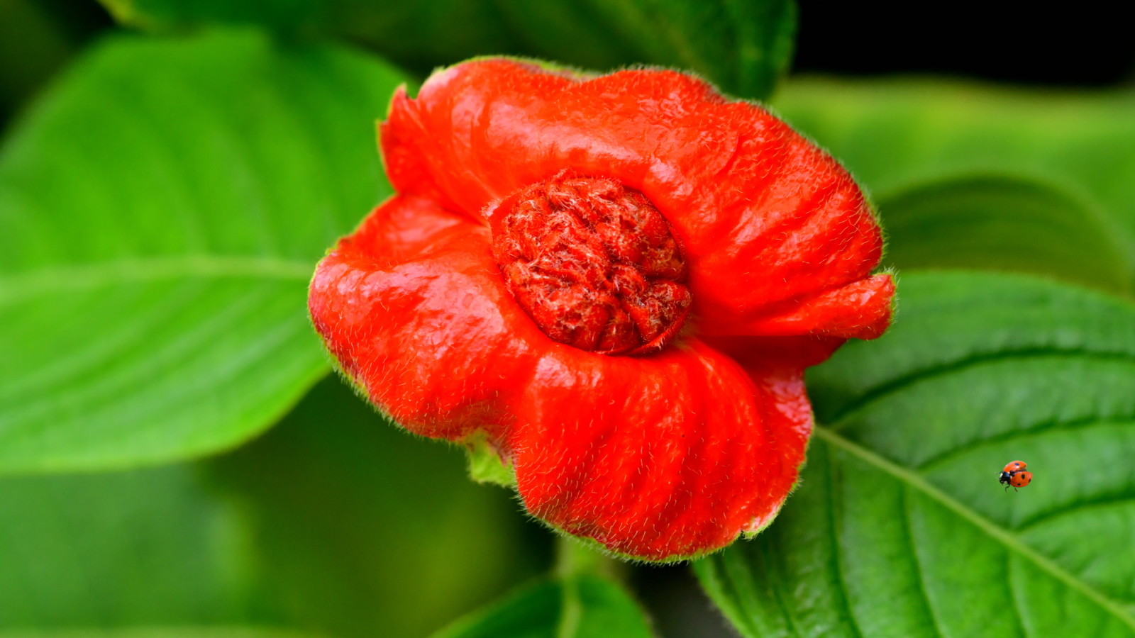 Unusual flowers