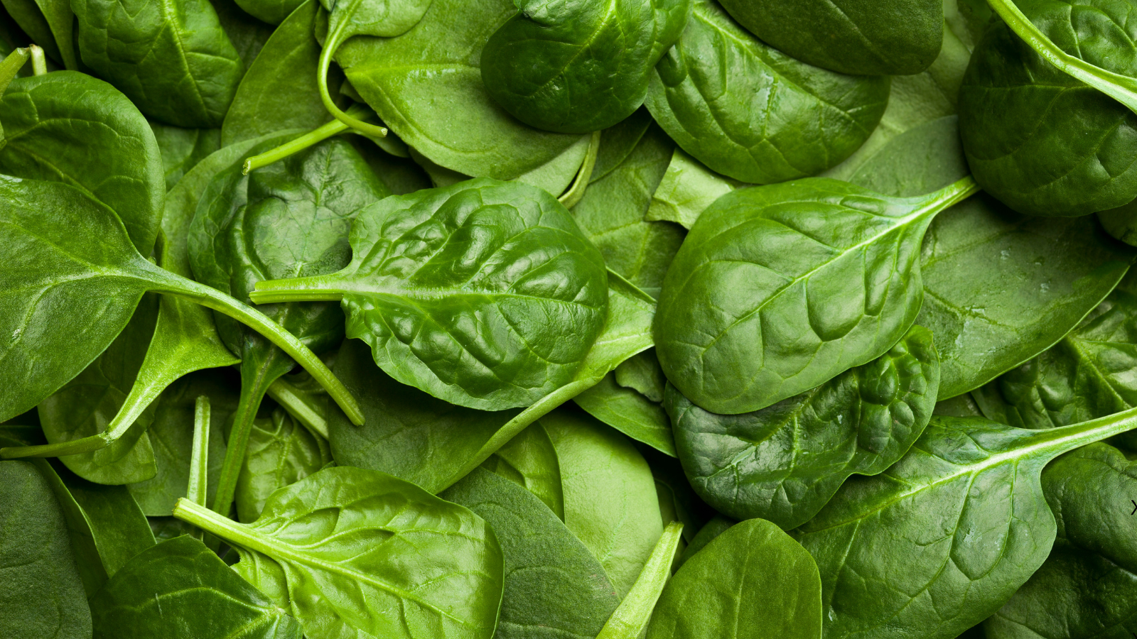 Spinach growing in raised bed