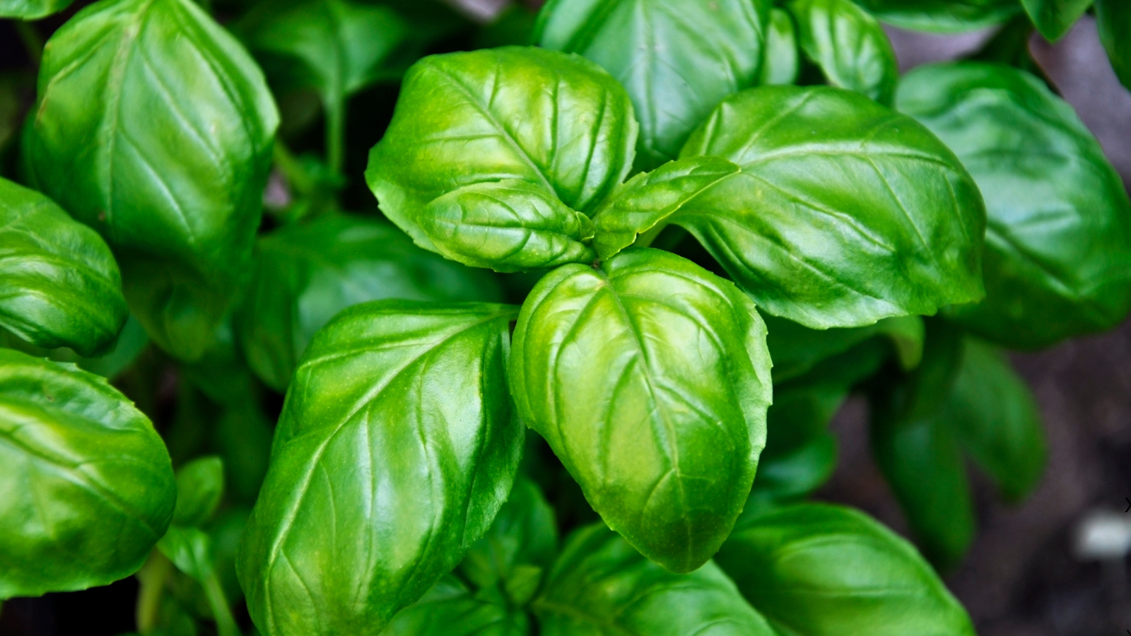 Fresh basil