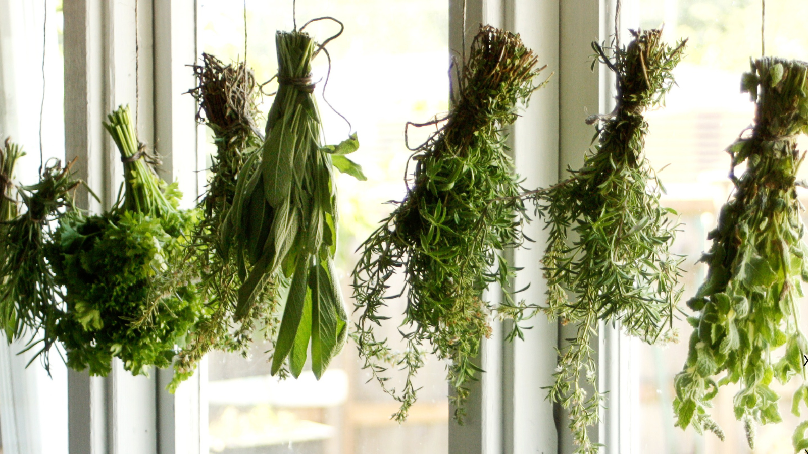 Herbs drying