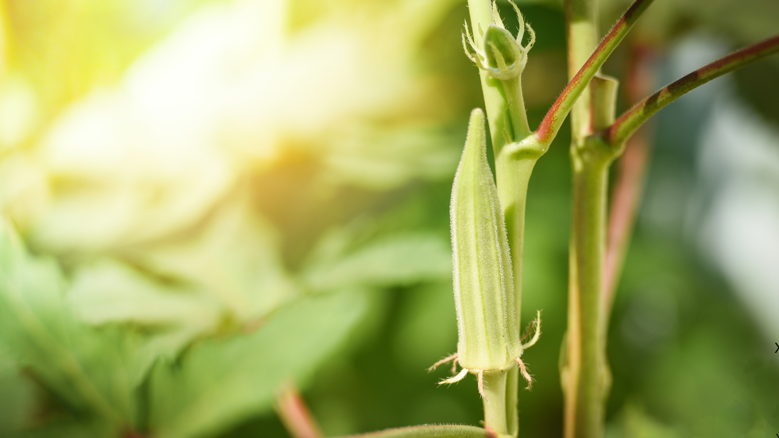 Okra