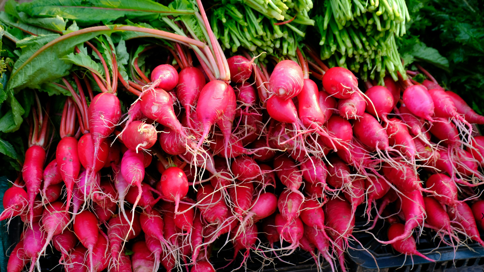 Radishes