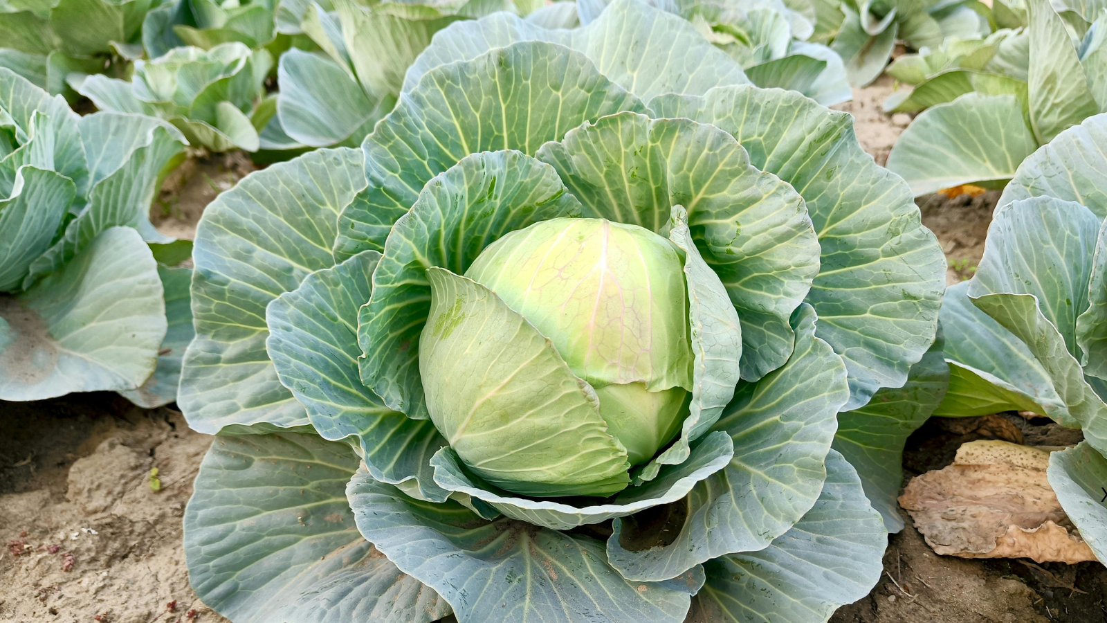 Cabbage